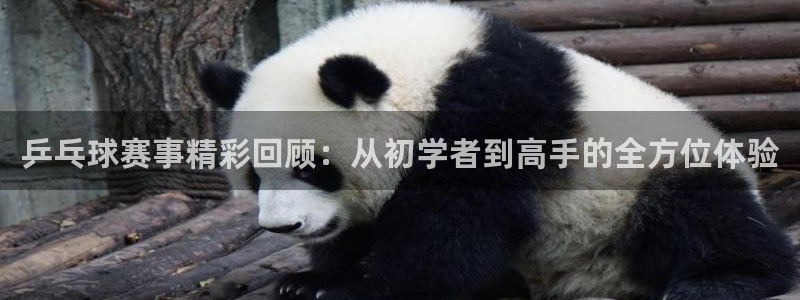 意昂平台官网：乒乓球赛事精彩回顾：从